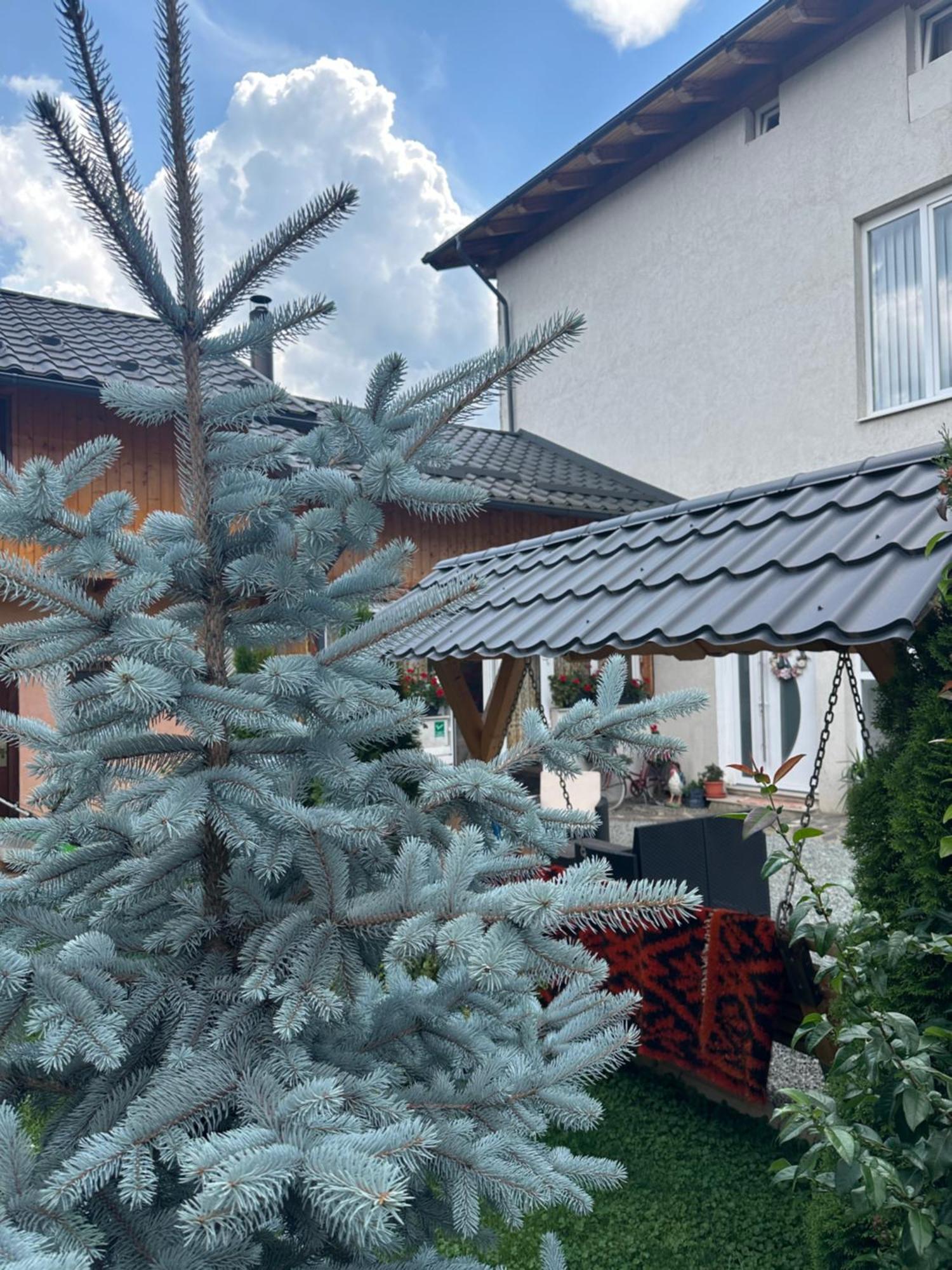 Pensiunea Alexandra Livia Borşa Exterior foto